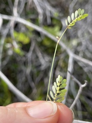 Phyllanthus pentaphyllus