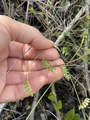Phyllanthus pentaphyllus