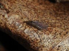Sciaroidea