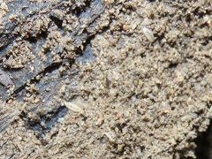 Haplophthalmus danicus