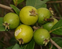 Psidium guyanense