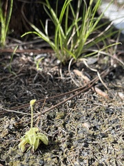 Pinguicula pumila