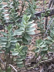 Gomphocarpus cancellatus