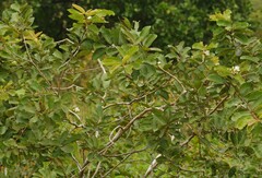 Psidium guyanense
