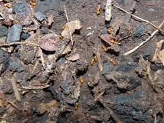 Acanthomyops