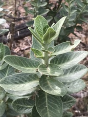 Gomphocarpus cancellatus