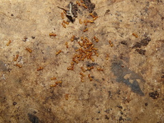 Acanthomyops