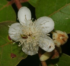 Psidium guyanense