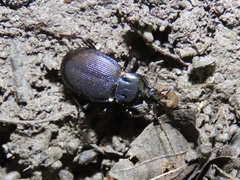 Sphaeroderus stenostomus stenostomus