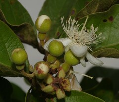 Psidium guyanense