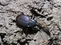 Sphaeroderus stenostomus stenostomus