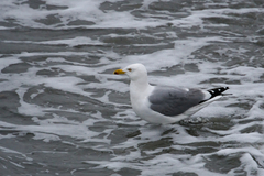 Larus argentatus