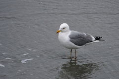Larus argentatus