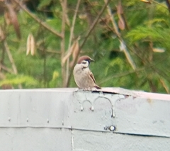 Passer montanus