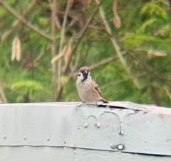 Passer montanus