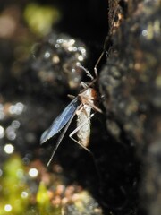 Sciaroidea