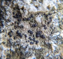 Caliciaceae