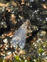 Sciaroidea