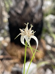 Rhynchospora floridensis