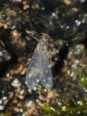 Sciaroidea