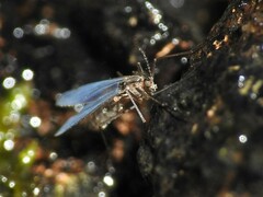Sciaroidea