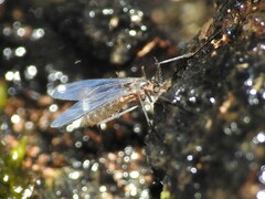Sciaroidea