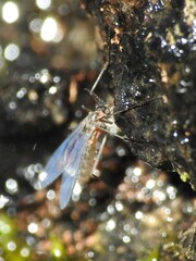 Sciaroidea