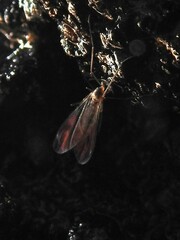 Sciaroidea