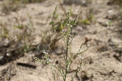 Polygonella articulata