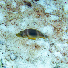 Hypoplectrus puella