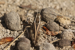 Dichroplus pratensis