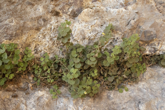 Mabrya acerifolia