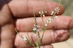Polygonella articulata