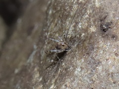 Tachycines asynamorus