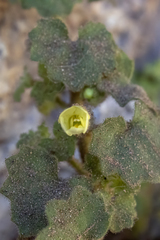 Mabrya acerifolia