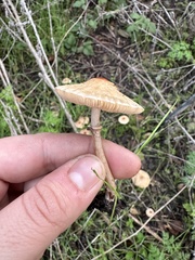 Lepiota castaneidisca
