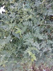 Jasminum officinale