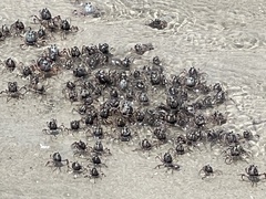 Mictyris longicarpus