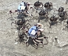 Mictyris longicarpus