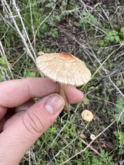 Lepiota castaneidisca