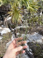 Schizachyrium rhizomatum