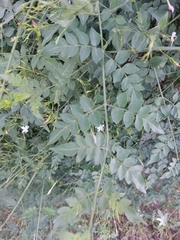 Jasminum officinale