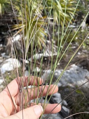 Schizachyrium rhizomatum