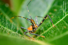 Gminatus australis