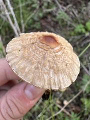 Lepiota castaneidisca