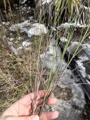 Schizachyrium rhizomatum