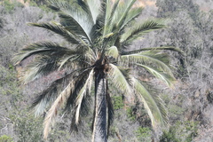Jubaea chilensis