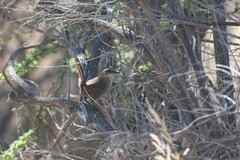 Scelorchilus albicollis