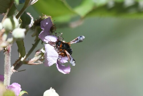 Chilean Austral-Resin bee