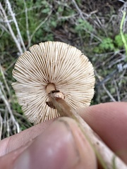 Lepiota castaneidisca